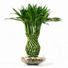 Feng Shui Plants