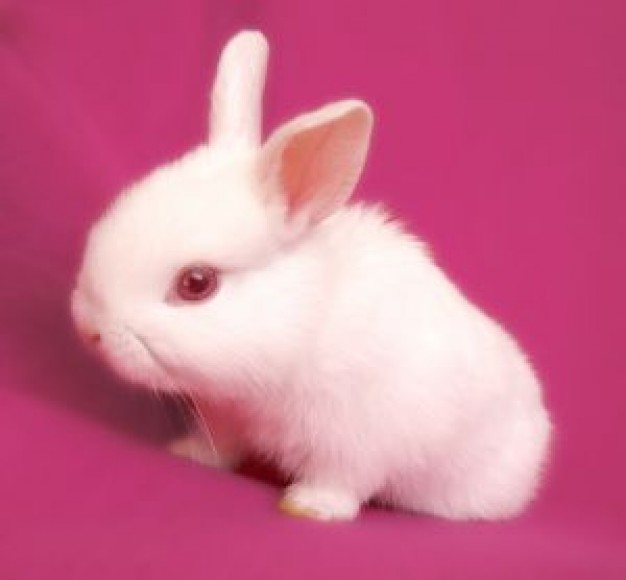 Aries Suitable Pet Rabbit