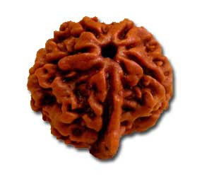 Ek Mukhi Rudraksha