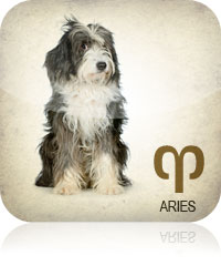 Aries Pet 2017 2016