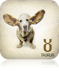 Taurus Pet Horoscope 2017 2016