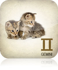 Gemini Pets 2017 2016