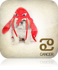 Cancer Pet 2017 2016