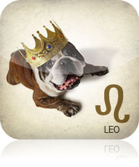 Leo Pet Zodiac 2017 2016