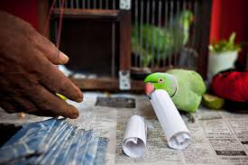 Parrot Fortune Telling