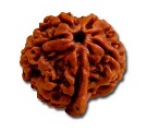 The Benefits Of Rudraksha